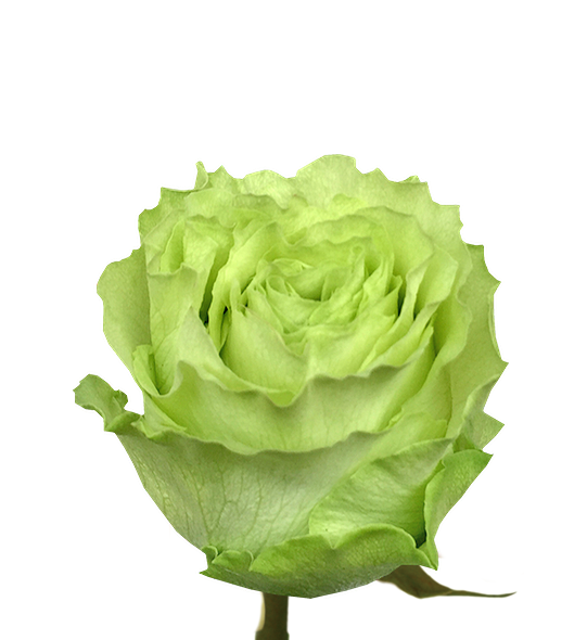sample photo